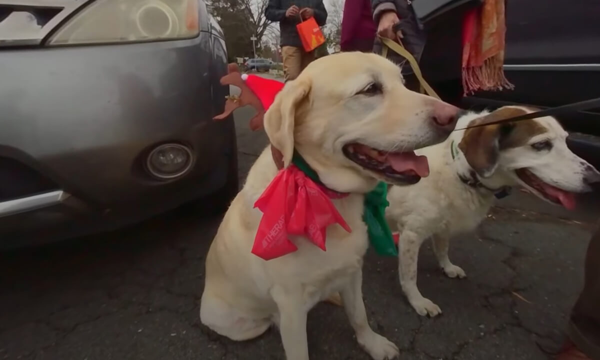 Dickens of a Dog Show Christmas Dog Parade 3D 180 VR
