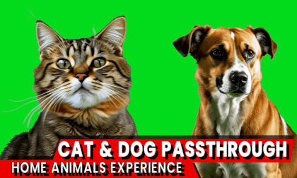 Passthrough 3D: A Cat and Dog Adventure Passthrough 3D: A Cat and Dog Adventure