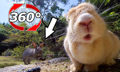 [360 Video] When I was giving a snack, a gray rabbit rushed in.