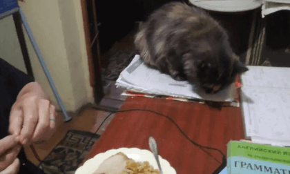 Oct 18, cat eats a sausage