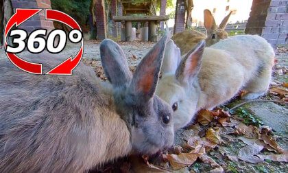 [360 Video] Many colored rabbits gathered