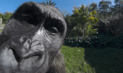 Gorilla Family VR180 at Melbourne Zoo VR Video Gorilla Family VR180 at Melbourne Zoo VR