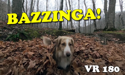 Molly the dog playing in the fall leaves. Bazzinga! VR 180 Molly the dog playing in the fall leaves. Bazzinga! VR 180