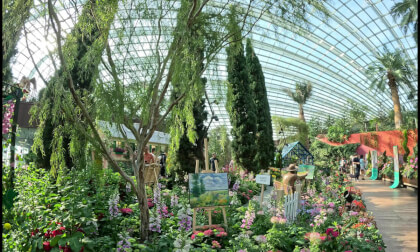 [VR180] Impression of Monet at Flower Dome, Singapore