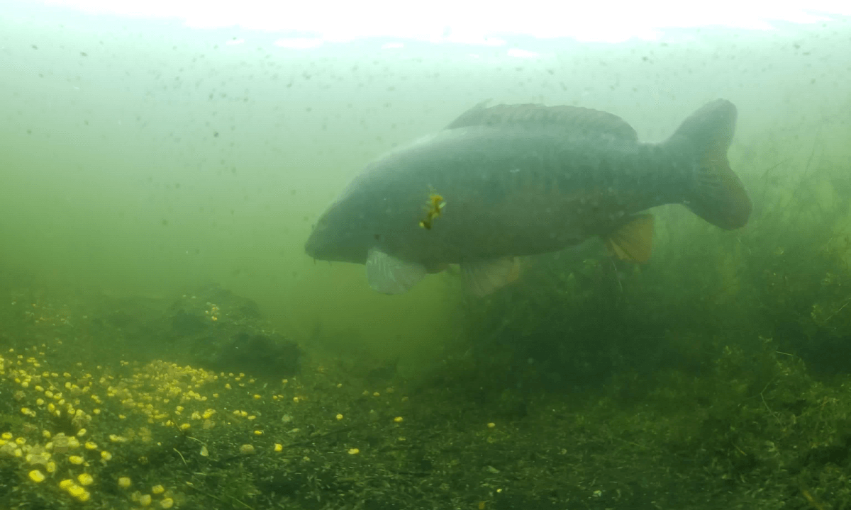 Underwater Carp Feeding in Silt at Sandbeds Lake - Yorkshire