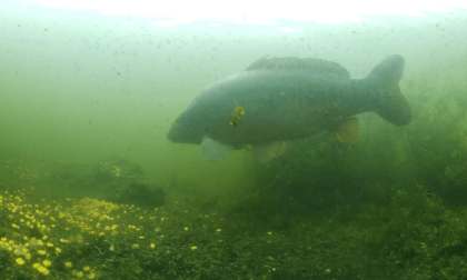 Underwater Carp Feeding in Silt at Sandbeds Lake - Yorkshire VR Video Underwater Carp Feeding in Silt at Sandbeds Lake - Yorkshire VR