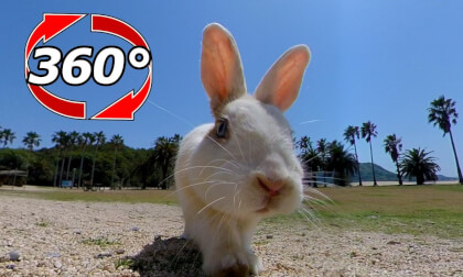 [360 Video] We fed the rabbits in the resort atmosphere