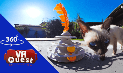 Cute Moment: Siamese Cat Plays in the Sun with Its Favorite Toy! VR Video Cute Moment: Siamese Cat Plays in the Sun with Its Favorite Toy! VR