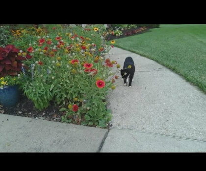 Cats.MP4 VR Video Cats.MP4 VR