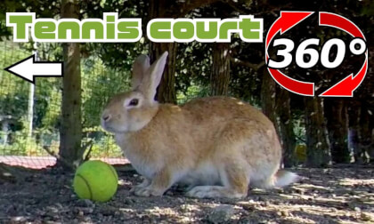 [360 Video] I gave food to the rabbits waiting to watch tennis
