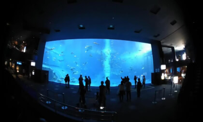 Whale Shark at Okinawa Churaumi Aquarium in Okinawa, Japan VR Video Whale Shark at Okinawa Churaumi Aquarium in Okinawa, Japan VR
