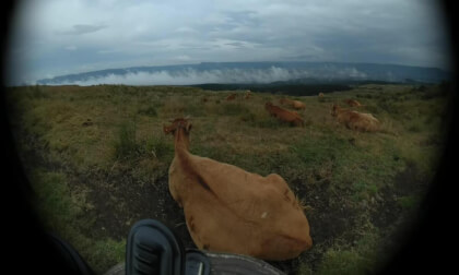 Cow pasture at Aso Kuju National Park in JAPAN VR Video Cow pasture at Aso Kuju National Park in JAPAN VR