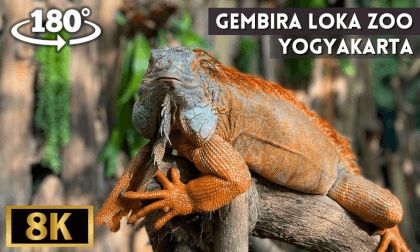 Gembira Loka Zoo, Yogyakarta, Indonesia VR Video Gembira Loka Zoo, Yogyakarta, Indonesia VR