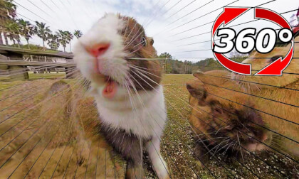 [360 Video] Large set. Do rabbits on rabbit islands prefer rabbit food to cabbage?