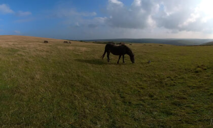 Horse VR180 VR Video Horse VR180 VR