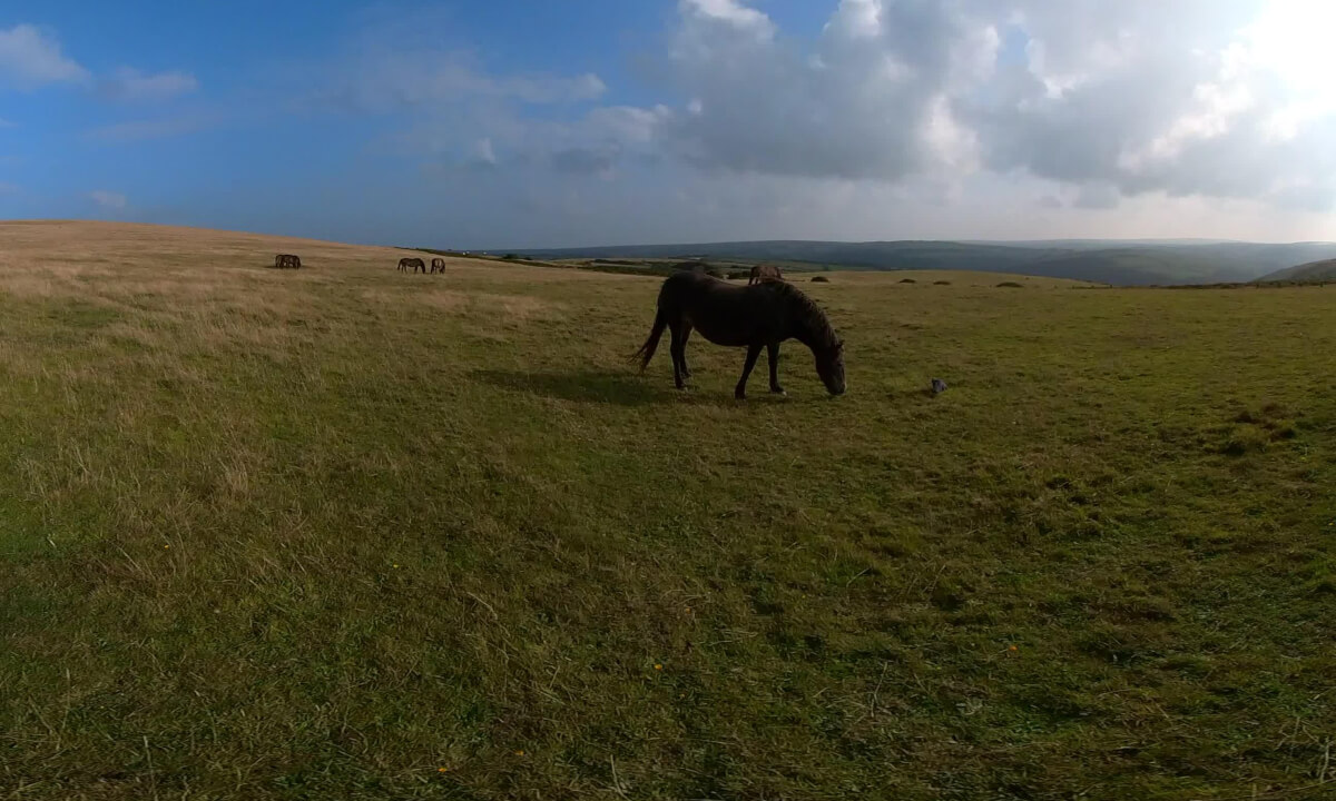 Horse VR180