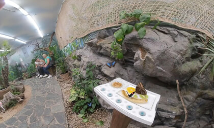 butterfly room VR Video butterfly room VR