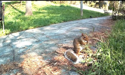 Squirrel eating