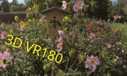Traffic by the flowers - Blumen, Bienen, Schmetterlinge VR Video Traffic by the flowers - Blumen, Bienen, Schmetterlinge VR