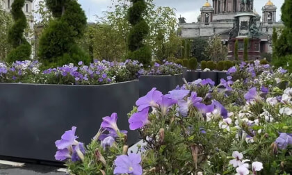 Flowers on Blue Bridge St-Petersburg 3D_FSBS Flowers on Blue Bridge St-Petersburg 3D_FSBS