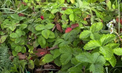 Strawberry fields in 3D_FSBS Strawberry fields in 3D_FSBS