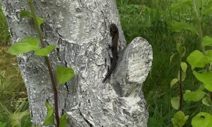 Small lizard on a tree in 3D_FSBS VR Video Small lizard on a tree in 3D_FSBS VR