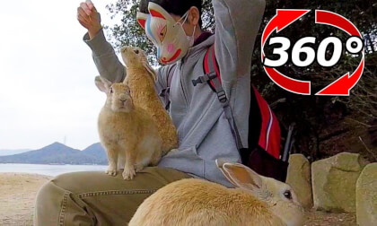 [360 Video] The top of the knee is very popular.  Rabbit is popular on the bench.