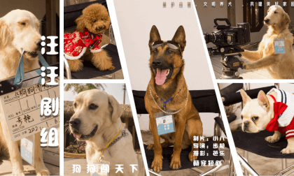 Pet Movie: Dogs Conquer the World VR Video Pet Movie: Dogs Conquer the World VR