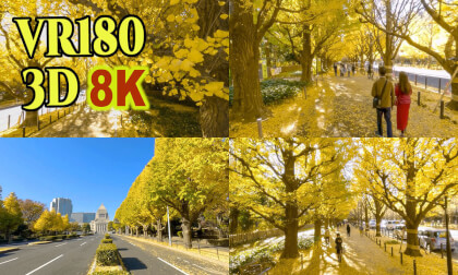 TOKYO Meiji jingu Ginkgo Avenue and around the National Diet Bulding
