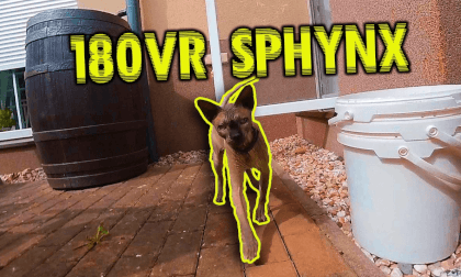 180VR - Teasing our Sphynx 180VR - Teasing our Sphynx