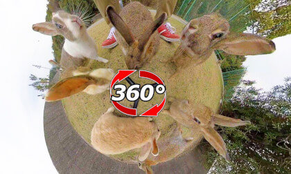 [360 Video] Surrounded by rabbits. But there was some trouble on the way!?
