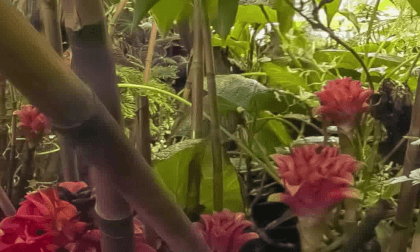 Unique 3d 360 Macro. Bug eye view level. Tropical flowers in 3d. Shot with #ShramkoCamera Unique 3d 360 Macro. Bug eye view level. Tropical flowers in 3d. Shot with #ShramkoCamera