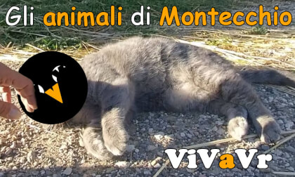 Gli animali di Montecchio
