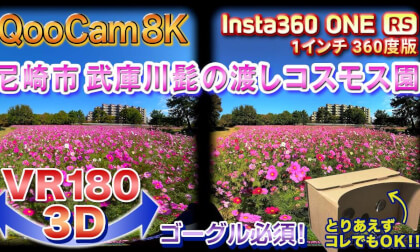 [VR180 3D] Cosmos garden at the Muko River Hige no Watashi, Amagasaki, Japan