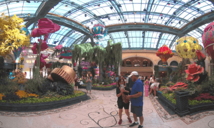 CALF 6K Bellagio Conservatory & Botanical Gardens CALF 6K Bellagio Conservatory & Botanical Gardens