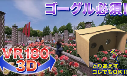 [VR180 3D] Itami City Aramaki Rose Park Still in full bloom!!