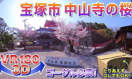 [VR180 3D] Cherry Blossoms in 2022!! Cherry Blossoms at Nakayama Temple, Takarazuka City