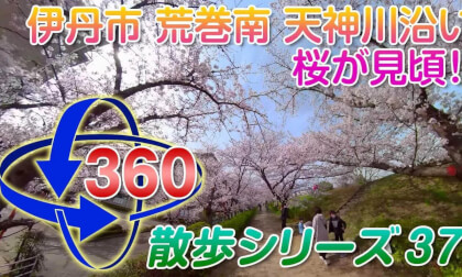 [VR Walk 37] Cherry Blossoms in 2022!! Along the Tenjin River in Aramaki Minami, Itami City
