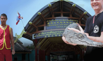 Crocodile Wrestling  in Thailand VR Video Crocodile Wrestling  in Thailand VR