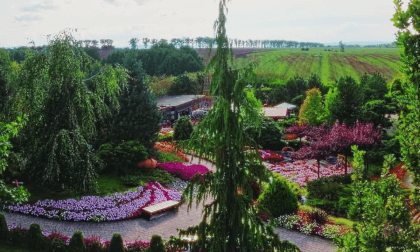 Flight over the best flower garden in Poland. 3d12k 60fps 360 VR Video Flight over the best flower garden in Poland. 3d12k 60fps 360 VR