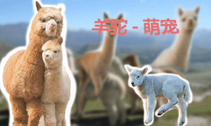Joyful Zoo - Alpacas VR Video Joyful Zoo - Alpacas VR