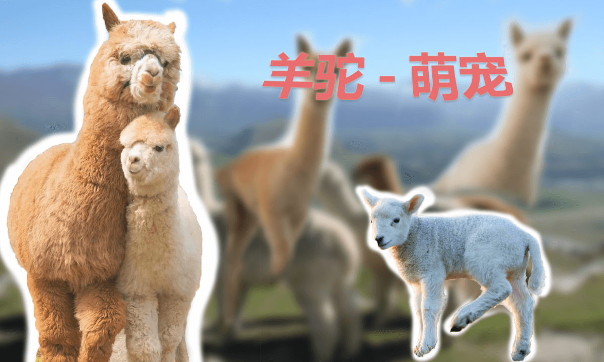 Joyful Zoo - Alpacas