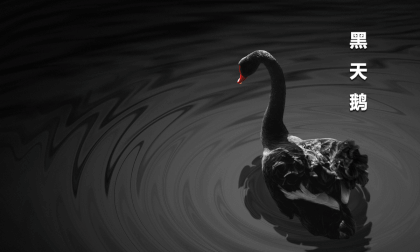 Joyful Zoo - Black Swans VR Video Joyful Zoo - Black Swans VR