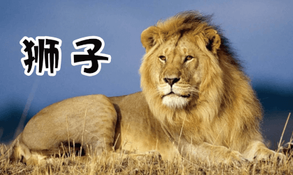 Joyful Zoo - Lions Joyful Zoo - Lions
