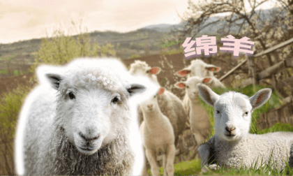 Joyful Zoo - Sheep Joyful Zoo - Sheep