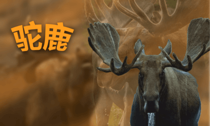 Joyful Zoo - Elk Joyful Zoo - Elk