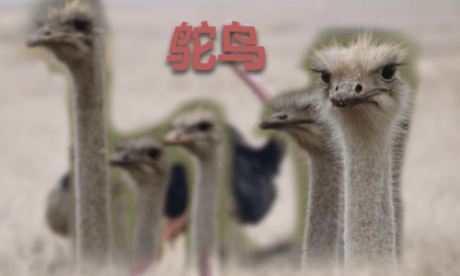 Joyful Zoo - Ostrich Joyful Zoo - Ostrich
