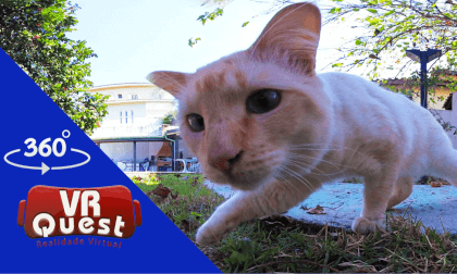 360° Adventure: The White Cat in Relaxing Moments! 360° Adventure: The White Cat in Relaxing Moments!