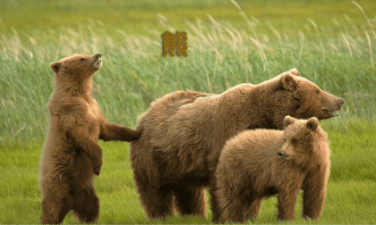 Joyful Zoo - Bears Joyful Zoo - Bears