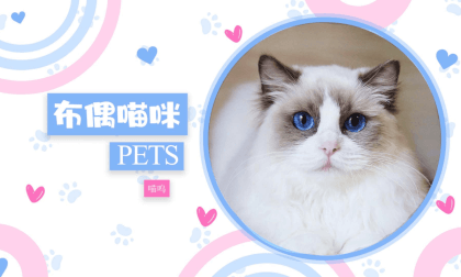 Pet - Ragdoll Kitten 1 VR Video Pet - Ragdoll Kitten 1 VR